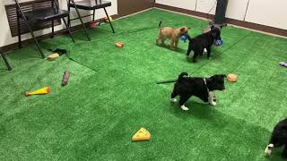Schipperke/ Border collie mix puppies
