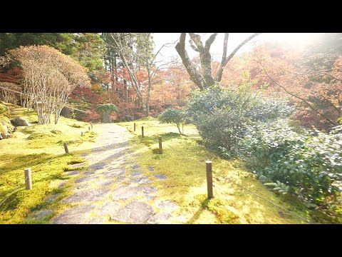 京都 白龍園 紅葉(4K) カエデ・エリシア京都 caede|L’ELISIR KYOTO[Hakuryuen, Kyoto Red Leaves]