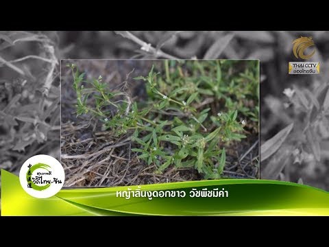 สุขภาพดีวิถีไทยจีน EP.244 (1/3) หญ้าลิ้นงูดอกขาว วัชพืชมีค่า โดย พจ.สัญชัย เมฆฤทธิไกร