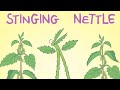 Pete Moss - Stinging Nettle