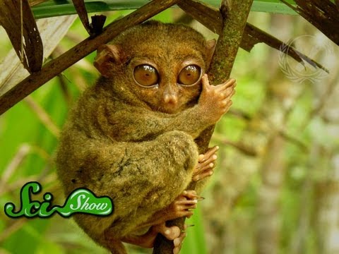 The World's 5 Rarest Animals