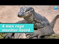 4 men rape monitor lizard in Maharashtra, record it on phone; arrested