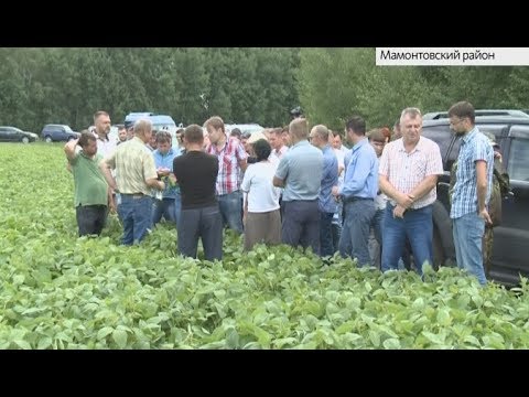 Выращивание в алтайском крае 627