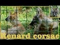 Vulpes corsac - Linnaeus, 1768 - (Canidae) - Renard corsac - Ménagerie Paris - 28/11/2015