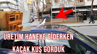 Üretim Haneye Kafesler Geldi Yolda Giderken Arabanın Üstünde Kaçak Güverci̇n Beyaz Gördüm