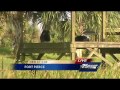 Save the Chimps sanctuary in Fort Pierce rescues chimp from Las Vegas