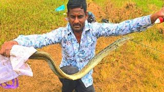 River Fishing Tips And Technics Big Baam Fishing In River Big Bam Fish Catching Baam Fish