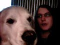 Christmas is going to the dogs