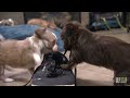 pups
