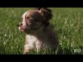 pups