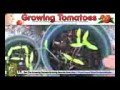 How To Grow Greenhouse Tomatoes - Greenhouse Tomato Growing