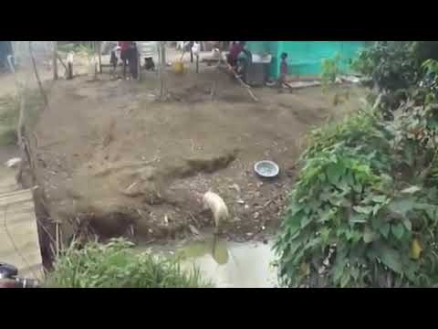 Woman Killing Chicken