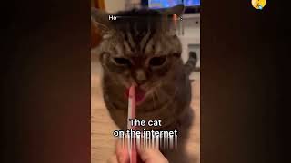 Funniest Cats And Dogs Videos Funniest Animals 2023