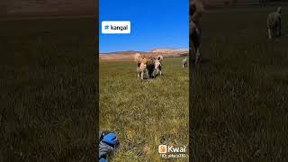 Kangal Çoban Köpeği