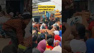 Banteng Suro Kecil Ini Mengamuk