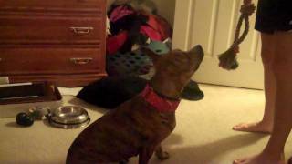 Tug Of War Training With Bindi
