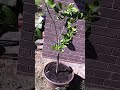 How To Get A Lemon Tree Or Citrus Tree To images How To Get A Lemon Tree Or Citrus Tree To