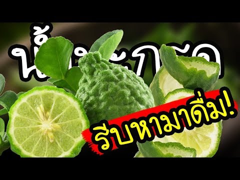 รีบหามาดื่ม !! น้ำมะกรูด พบสรรพคุณเพียบ ขับเสมหะ แก้ไอ ฟอกโลหิต | Nava DIY