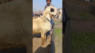 Top Quality Mundra Chatra Lakha Breed 150Kg Fresh 2 Dant Gujranwala Bakra Mandi