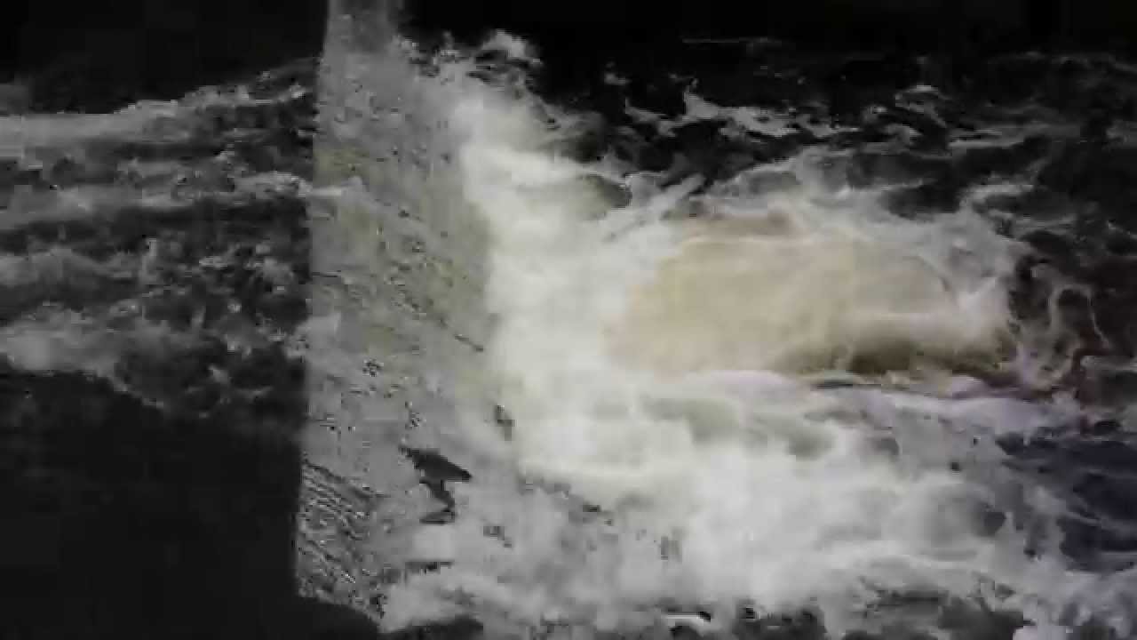 Steelhead video in Trout run Erie Pennsylvania YouTube