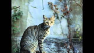 Watch Alpha Fort video