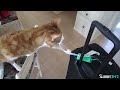 Watch: Tf - Shibby's Th Video (chocolate Sauce Challenge, Gilbert & Thank You) Tf - Shibby's Th Video (chocolate Sauce Challenge, Gilbert & Thank You)