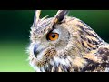 Eurasian Eagle Owl Facts: aka the EUROPEAN EAGLE OWL 🦉