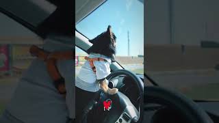 Araba Süren Köpek