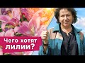 ЯРКОЕ И ПЫШНОЕ ЦВЕТЕНИЕ ЛИЛИЙ ГАРАНТИРОВАНО при таком уходе! Важные нюансы при выращивании лилий