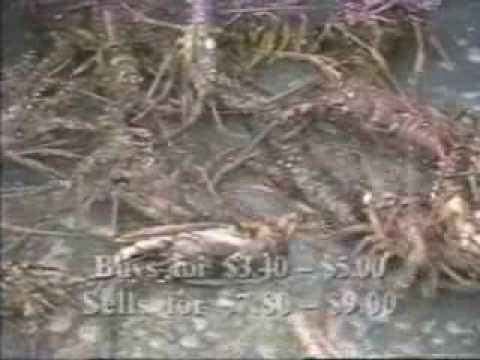 DI system: Growing lobster in aquaponics Diy