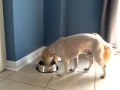 What to Feed Your Dog? Caru Pet Food | Natural Stews & Treats for Pets