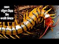 ৫ টি বিষাক্ত তেঁতুল বিছা | Top 5 venomous Centipede | Centipede Classification |Animal Kingdom By LK