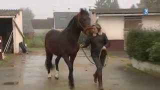 Equibuches, Des Bûches À Base De Crotin De Cheval