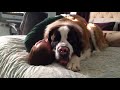 Huge Saint Bernard dog being needy