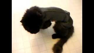 Thundershirt for Cats