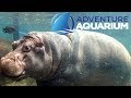Adventure Aquarium in Camden, New Jersey