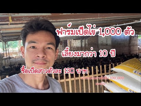 เลี้ยงเป็ดไข่ 1,000 ตัว ไข่ดีกำไรดีเพราะอะไรบ้างประสบการณ์ มากกว่า 10 ปี