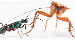 Karate kicks keep cockroaches from becoming zombies, wasp chow