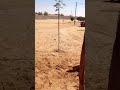 اشرس كلب عربي ممكن تشوفه