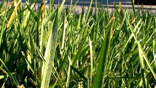 Watching grass grow 420 subscriber special (Live)