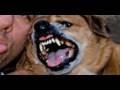 Canidae - A classification of dogs Canidae - A classification of dogs