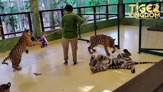 Tiger Cubs Playtime - Tiger Kingdom Phuket - Feb 2020