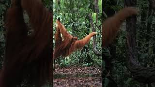 Male Orangutan Traversing Foliage.