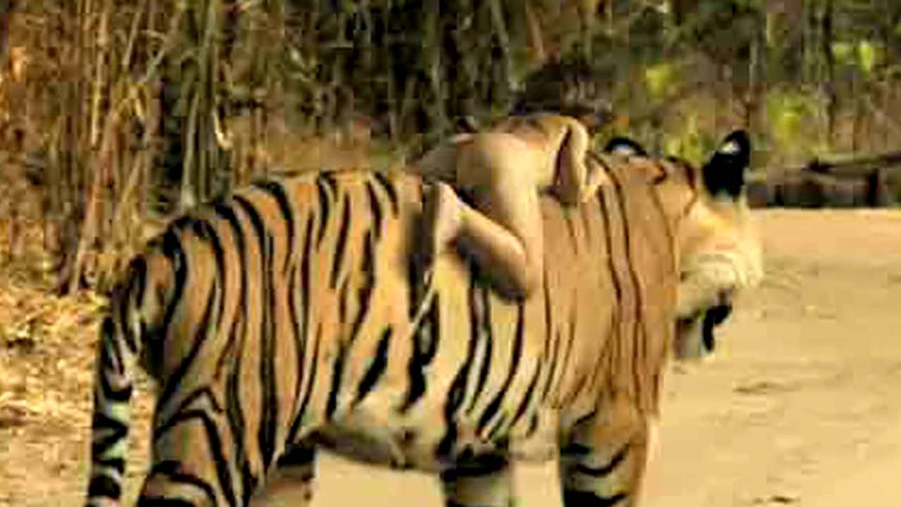 Jungle safari fetish