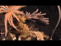 NOAA Ship Okeanos Explorer Extraordinary 'Highlight' video Sangihe Talaud Region Indonesia