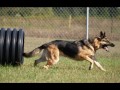K 9 Tribute: Hair Of The Dog