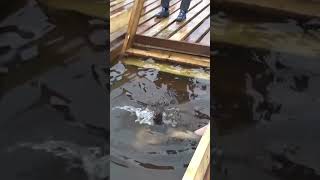 Ice Hole Bathing Swimming 19