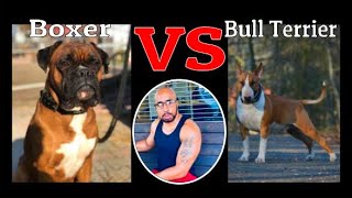 Boxer Vs Bull Terrier Which Breed Makes The Better Guard Dog?