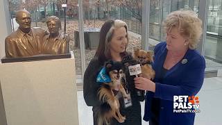 Meet two tiny therapy dogs