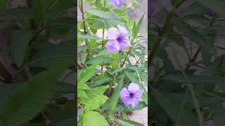 Garding Plants Video G